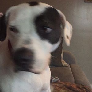 Meet your Posher, Josh